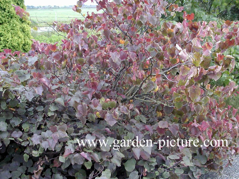 Cercis canadensis 'Forest Pansy'