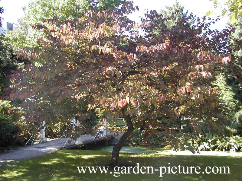 Cercis canadensis 'Forest Pansy'