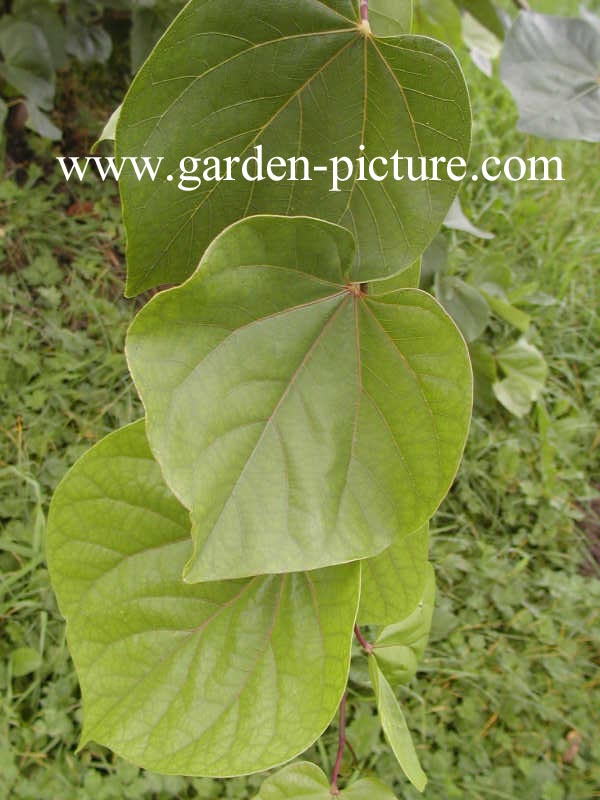 Cercis gigantea