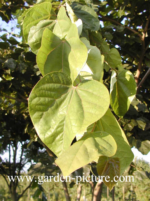 Cercis gigantea