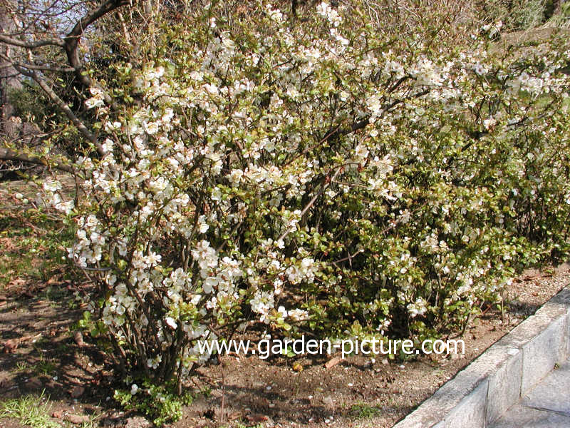 Chaenomeles speciosa 'Moerloosei'