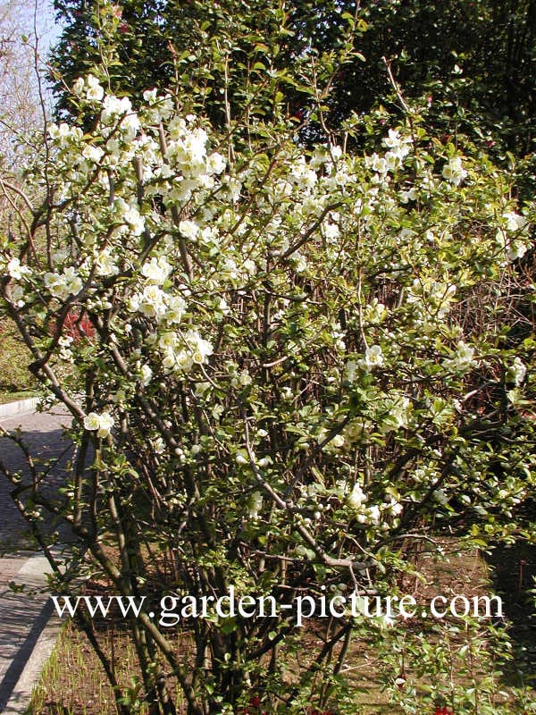 Chaenomeles speciosa 'Nivalis'