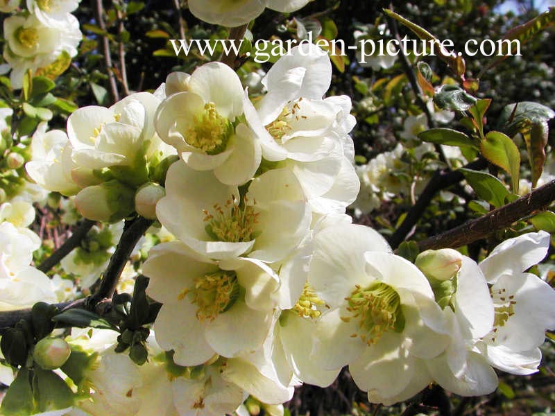 Chaenomeles speciosa 'Nivalis'