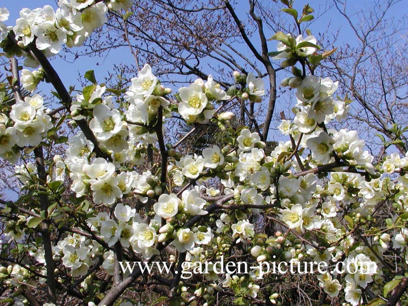 Chaenomeles speciosa 'Nivalis'