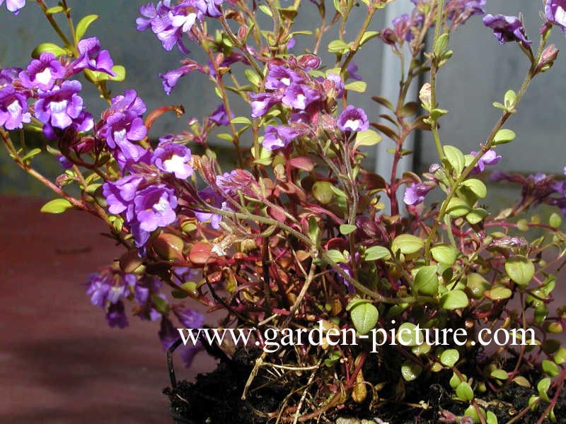 Chaenorhinum origanifolium 'Blue Dream'