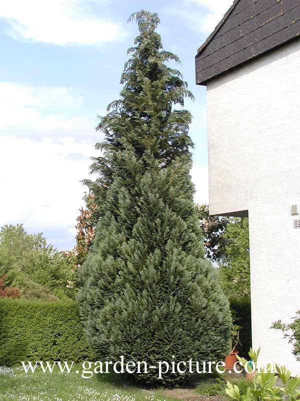 Chamaecyparis lawsoniana 'Alumii'