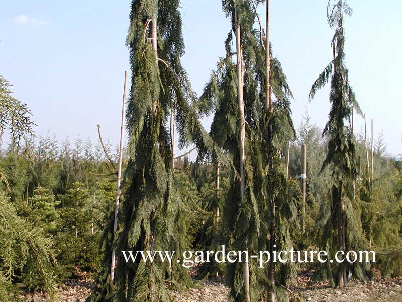 Chamaecyparis lawsoniana 'Dik's Weeping'