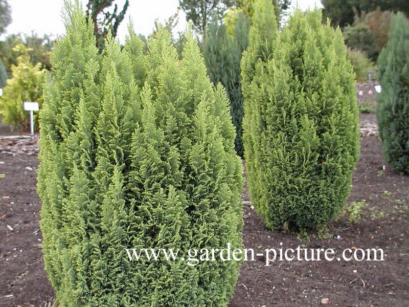 Chamaecyparis lawsoniana 'Ellwood's Gold'