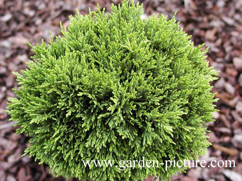 Chamaecyparis lawsoniana 'Green Globe'