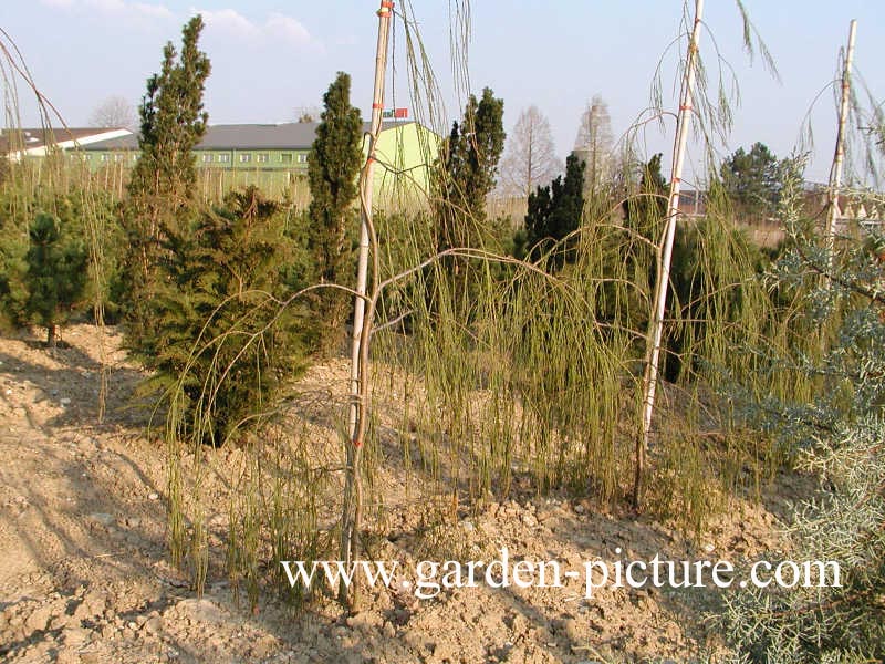 Chamaecyparis lawsoniana 'Imbricata Pendula'