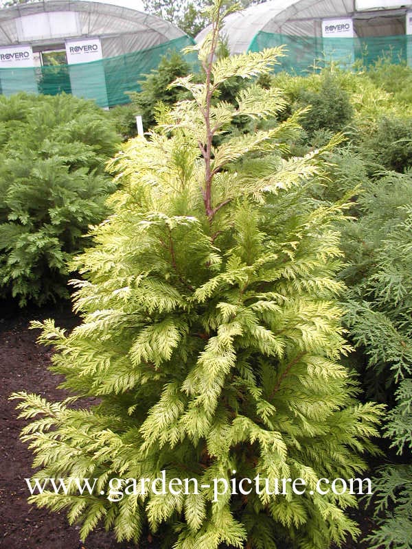 Chamaecyparis lawsoniana 'Lane'