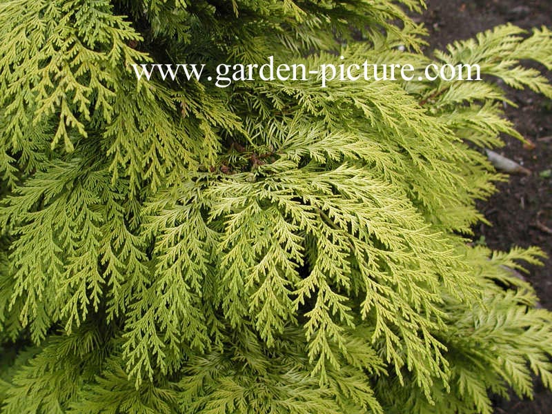 Chamaecyparis lawsoniana 'Lane'