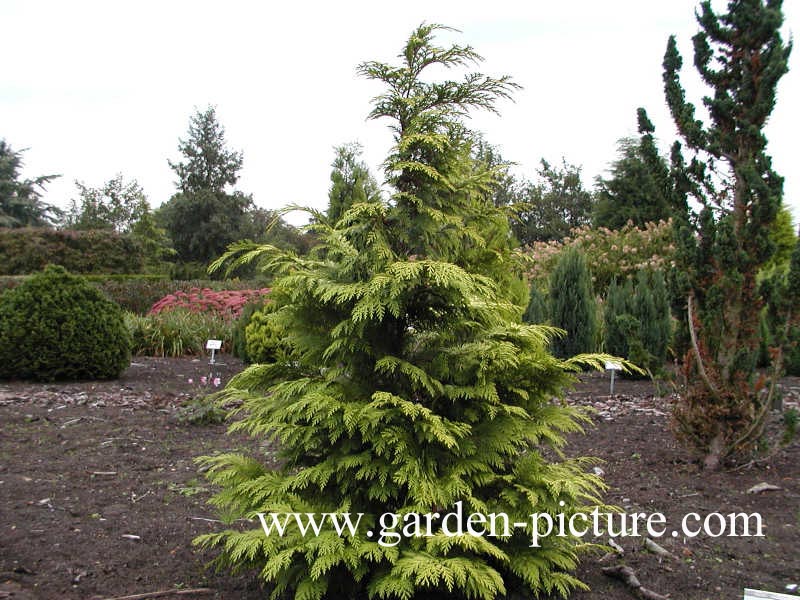 Chamaecyparis lawsoniana 'Lane'