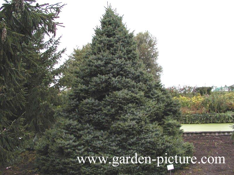 Chamaecyparis lawsoniana 'Lane'