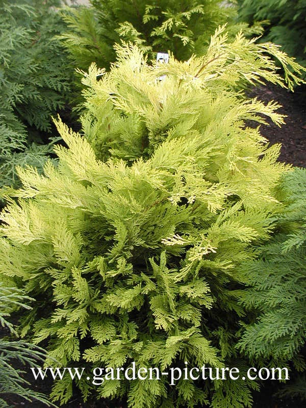 Chamaecyparis lawsoniana 'Mininova'