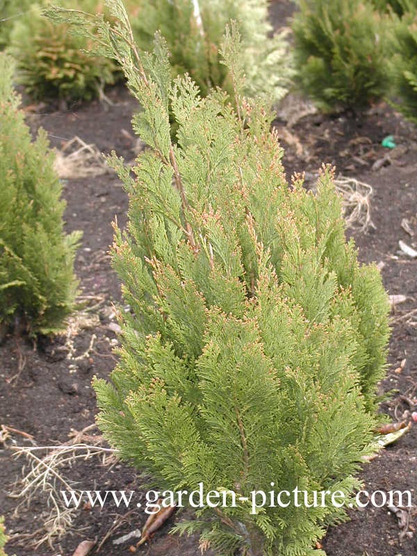 Chamaecyparis lawsoniana 'Silvania'