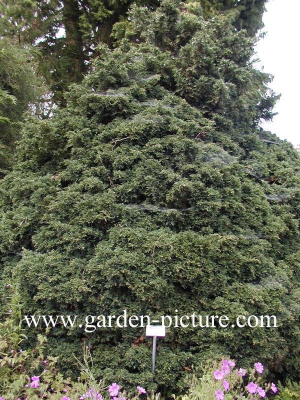 Chamaecyparis lawsoniana 'Tharandtensis Caesia'