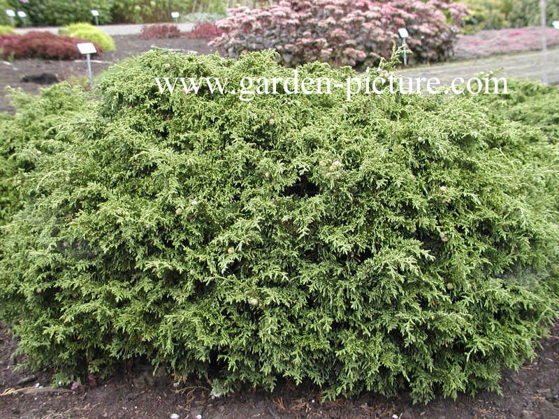 Chamaecyparis lawsoniana 'Forsteckensis'