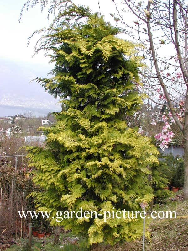 Chamaecyparis obtusa 'Crippsii'