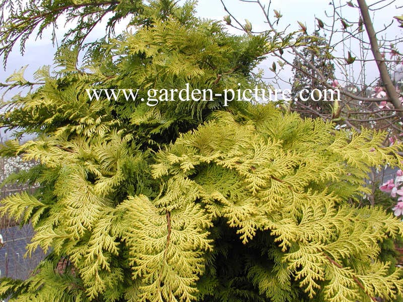 Chamaecyparis obtusa 'Crippsii'