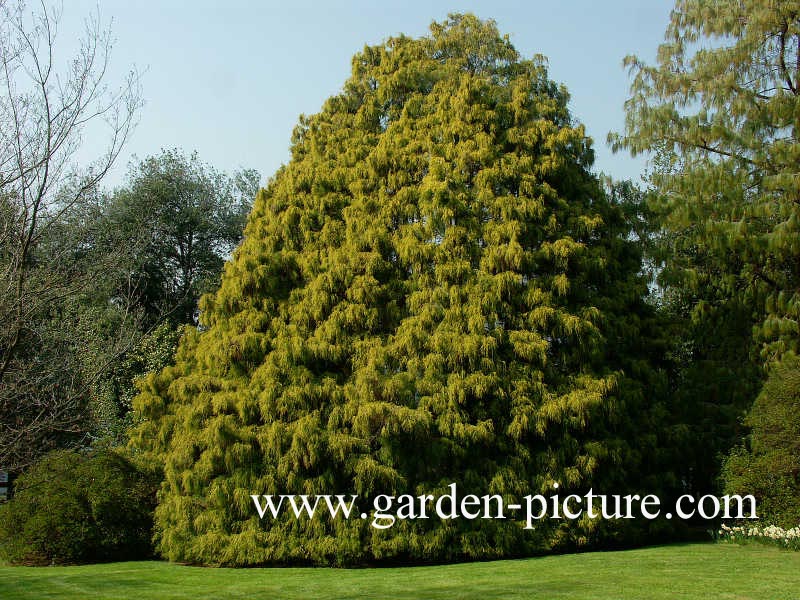 Chamaecyparis pisifera 'Filifera Aurea'