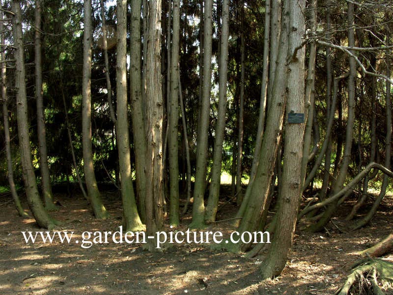 Chamaecyparis pisifera 'Filifera Aurea'