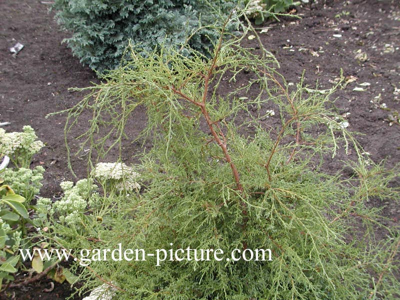 Chamaecyparis pisifera 'Squarrosa Intermedia'