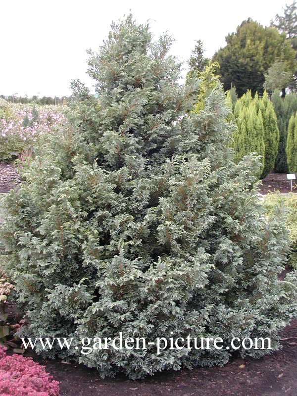 Chamaecyparis pisifera 'Boulevard'