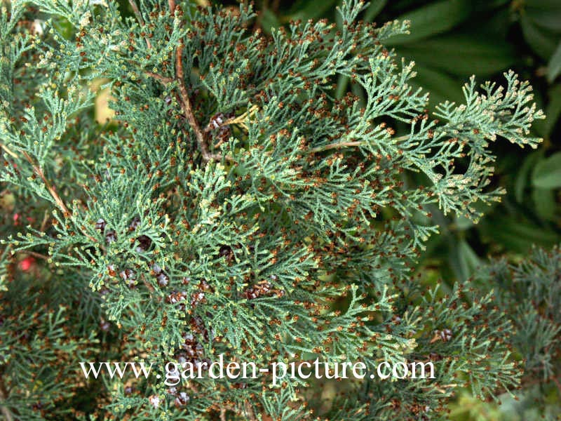 Chamaecyparis thyoides 'Glauca'