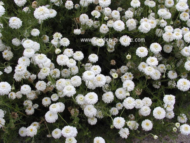 Chamaemelum nobile 'Ligulosum'