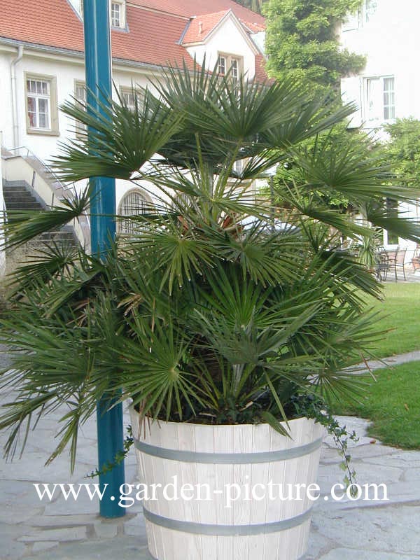 Chamaerops humilis