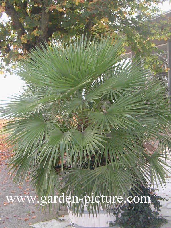 Chamaerops humilis