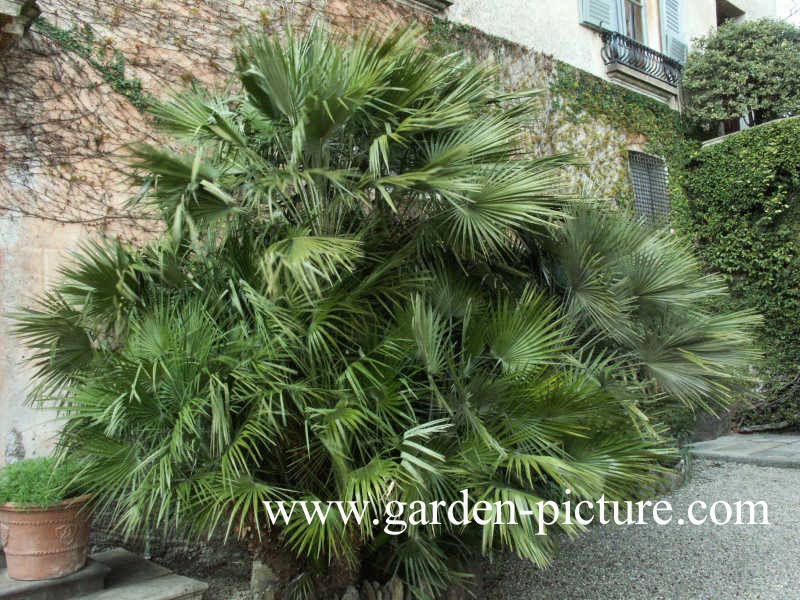 Chamaerops humilis