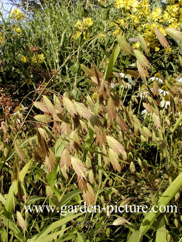 Chasmanthium latifolium