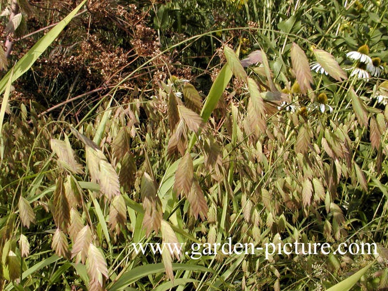 Chasmanthium latifolium