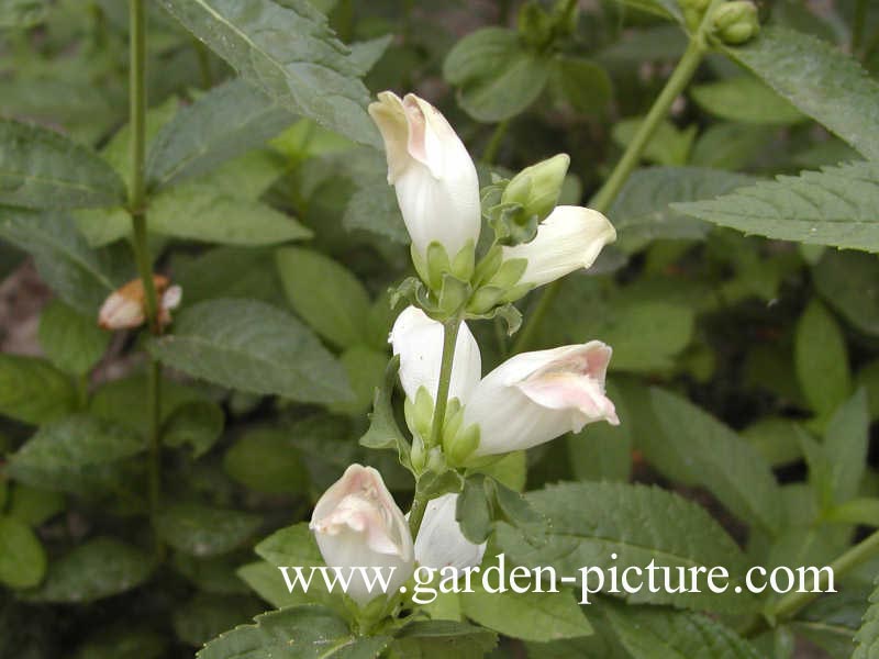 Chelone obliqua 'Alba'