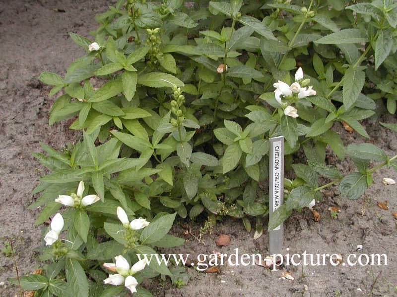 Chelone obliqua 'Alba'