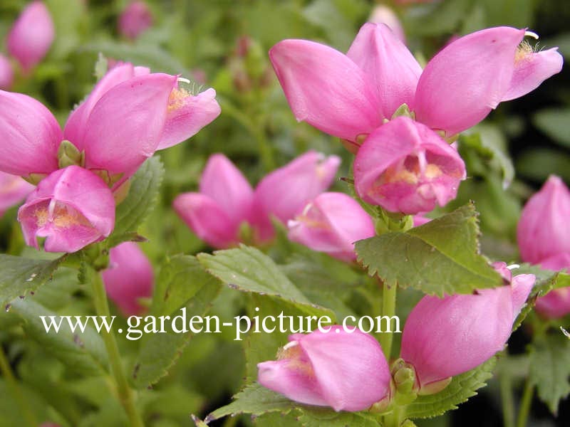 Chelone obliqua