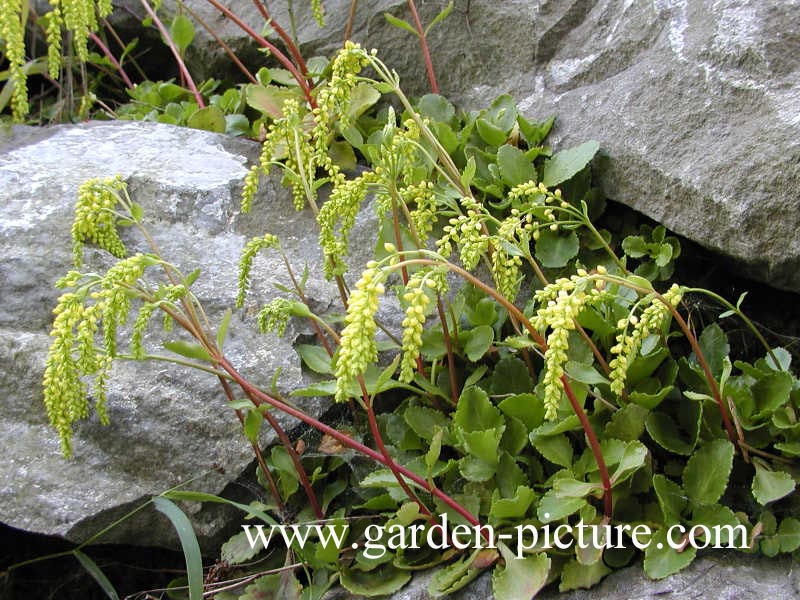 Chiastophyllum oppositifolium