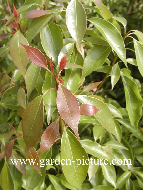 Cinnamomum camphora