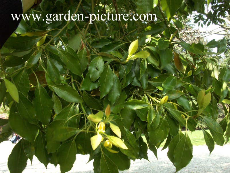 Cinnamomum camphora