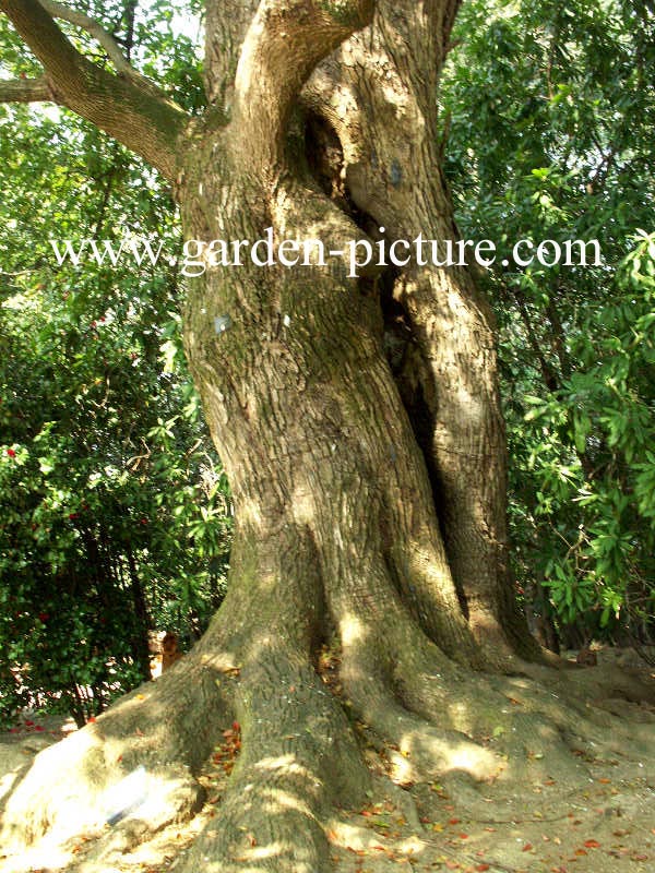 Cinnamomum camphora