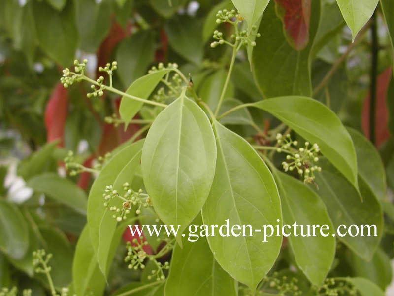 Cinnamomum camphora