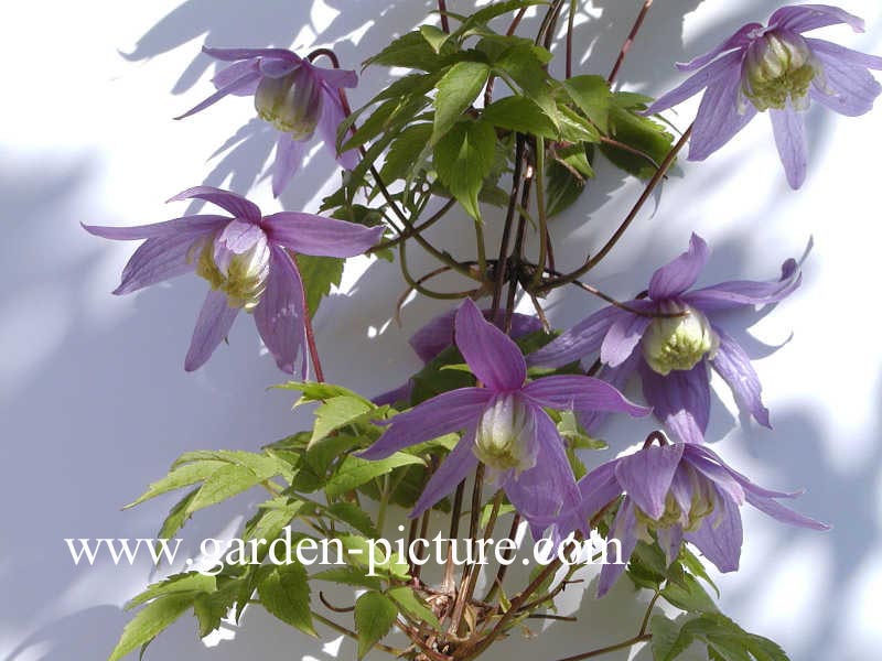 Clematis alpina