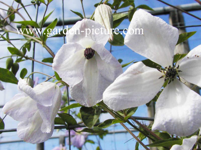 Clematis 'Alba Luxurians'