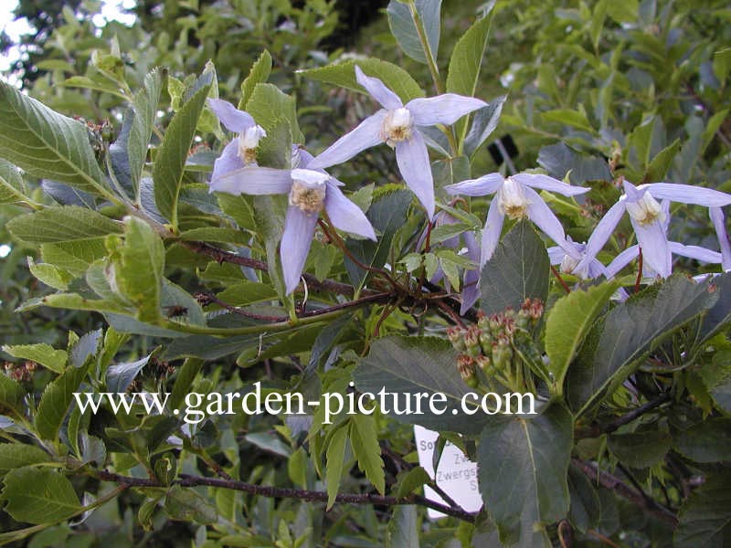 Clematis alpina