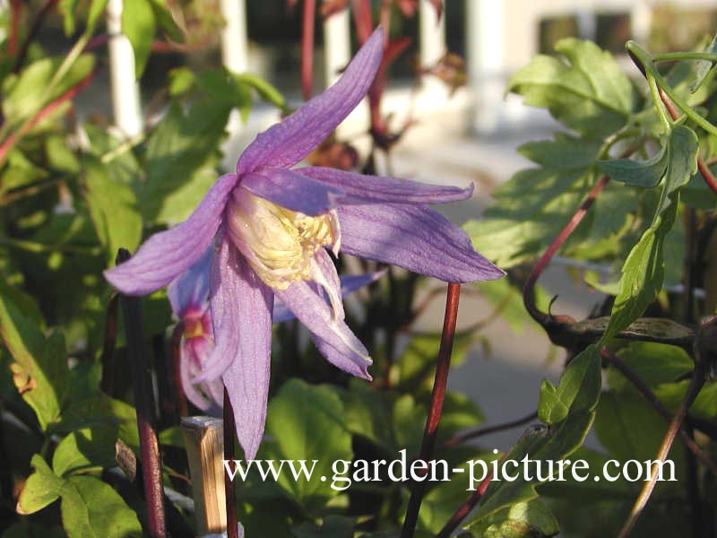 Clematis alpina