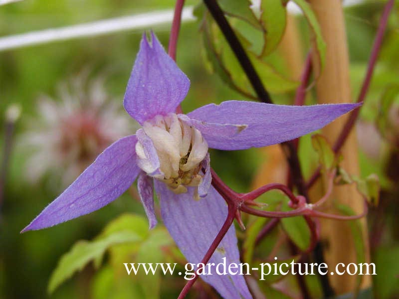 Clematis 'Frances Rivis'