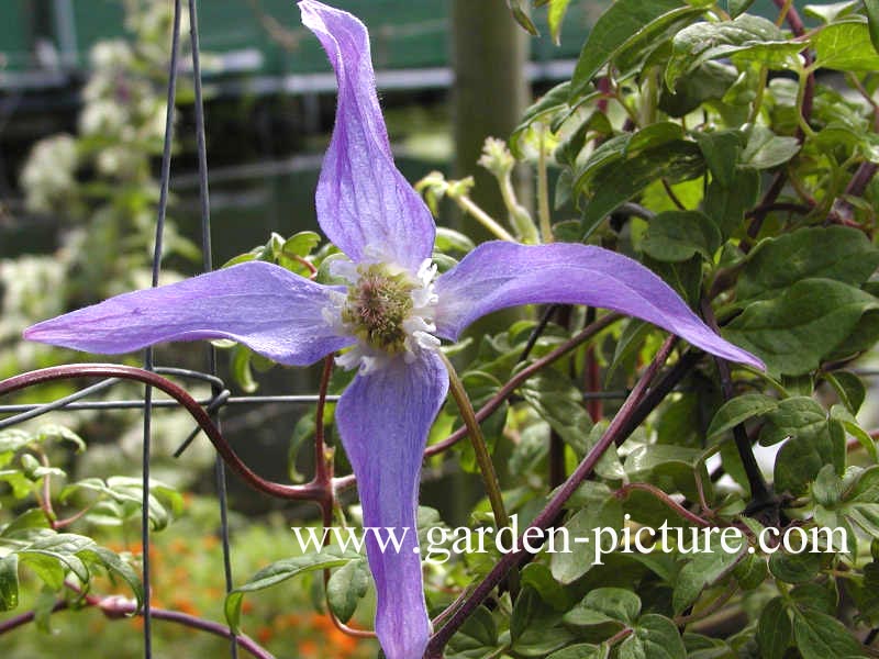 Clematis 'Frances Rivis'