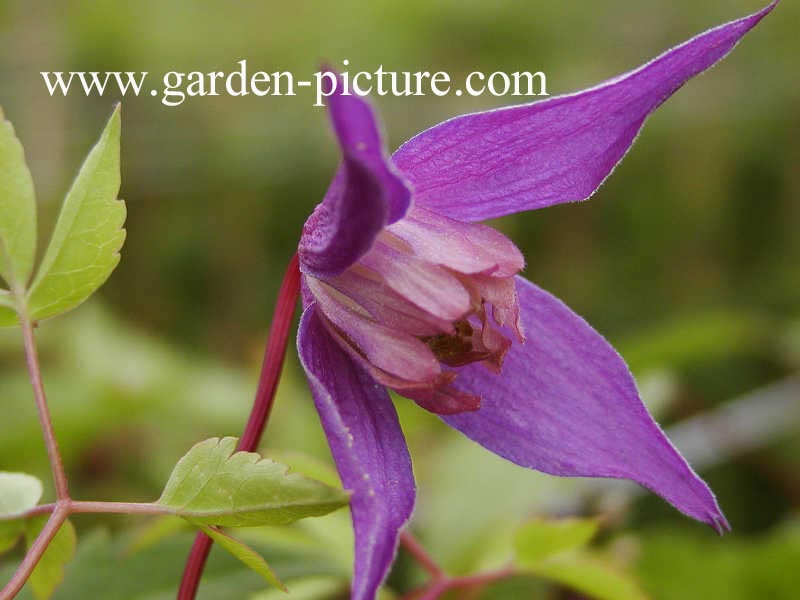 Clematis 'Helsingborg'